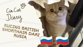 Kucing British Shorthair dari Rusia - Cia Cat Diary - Ep 29