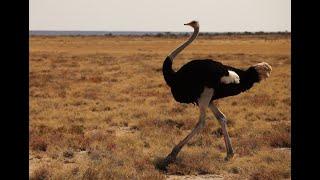 Discover The Dancing Ostrich  Natures Most Unexpected Dancers