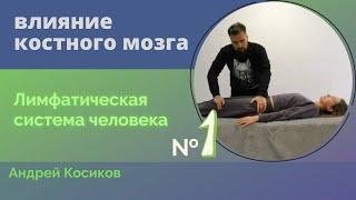 Влияние костного мозга на лимфатическую систему. Часть 13. Остеопат Андрей Косиков