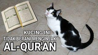 HEBOH. KUCING DIPAKSA INJAK AL-QURAN