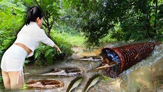 girl uses traditional fish trap to trap ancient fish to harvest many large fish