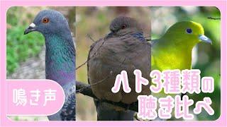 ハト3種類の鳴き声聴き比べ【ドバトキジバトアオバト】