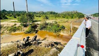 Presiden Jokowi Tinjau Terowongan Gajah di Jalan Tol Pekanbaru-Dumai 5 Januari 2023