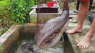 Nuôi cá trê làm thú cưng Raising catfish as a pet