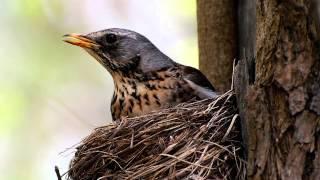 Звуки природы Дрозд рябинник. Красивое пение птиц - Голоса птиц