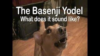 Basenji Yodel - What does it sound like?