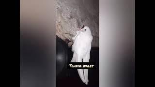 Albino  Burung Walet Putih