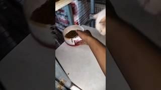 kalau makan jangan di hambur moci mahal tau#persia#kucing #kucinglucu#shortvideo#shorts#shortyoutube