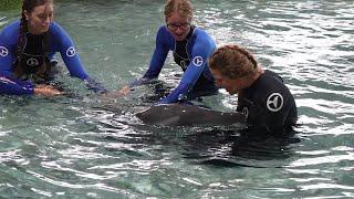 Rosie Arrives at Clearwater Marine Aquarium