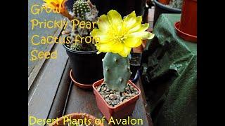 How To Grow a Prickly Pear Cactus from Seed  Opuntia  Tephrocactus Cylindropuntia Maihueniopsis