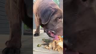 A Dogs Grilled Chicken Dinner #dogs #shorts #short #ytshorts #doglover
