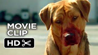 White God Movie CLIP - Dog Pack 2014 - Drama HD