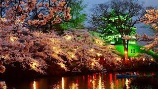 The most beautiful cherry blossoms in Japan  Festival at the castle 