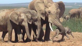 Un elefante macho ataca a una cría recién nacida