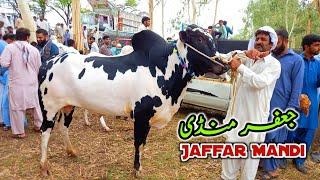 Jaffar Mandi Fatehjang Update July 2022  Part 4  Fatehjangi Bulls Rates