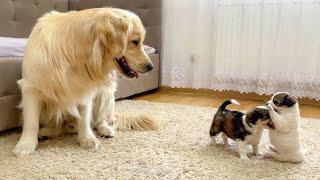 Golden Retriever Reacts to Adorable Baby Puppies So Funny