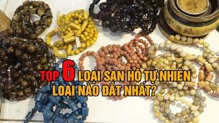 Top 6 Loại Đá San Hô Tự Nhiên Phong Thủy Loại Nào Đắt Nhất?