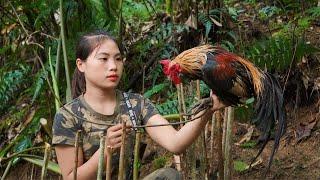 skills set traps catch wild chickens alive and bring them home to raise survival alone