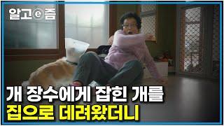 잡아먹힐 뻔했던 강아지를 구해왔더니｜손을 두려워해 만질 수조차 없다. 이 트라우마를 어떻게 극복할 수 있을까｜세상에 나쁜 개는 없다｜알고e즘