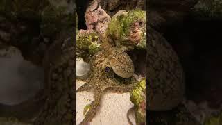 Octopus color change