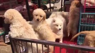 Pets Market - Dalian China