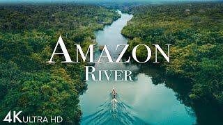 Amazon River 4k - Pink Dolphins In One Of The World’s Largest Rivers  Scenic Relaxation Film