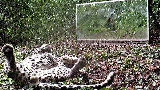 a leopards nap is more disturbed by a tsetse fly than by the mirror image of a rival 