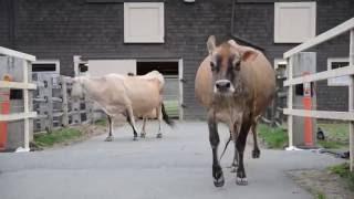 Jersey Cows Let Out After the Winter