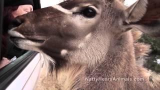 Animal Communicator - NattyHearsAnimals.com - Elk