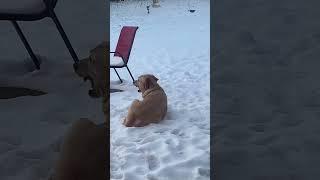 Labrador enjoying Michigan winter snow