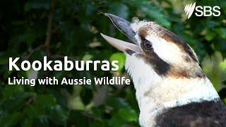 Kookaburras  Living with Aussie Wildlife  Learn English