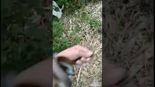 Rat snake Releasing to the wild 