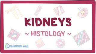 Kidneys Histology