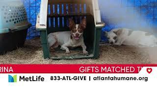 Day of Giving  We rescued 45 Dogs from neglectful conditions