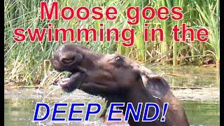 Moose Goes Swimming In The Deep End In Grand Teton National Park #wildlife