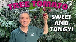 The Tree Tomato Tamarillo - A wonderful fruiting container plant