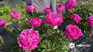 Princess Margaret peony. Принцесса Маргарет пион. Пулков сад