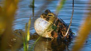 Nature sounds – European green toad Bufotes viridis