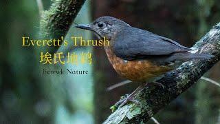 rare Borneo endemic ... Everetts Thrush 埃氏地鸫