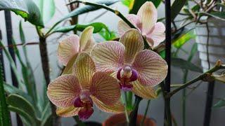 Phalaenopsis Orchid - Bloom Aftercare