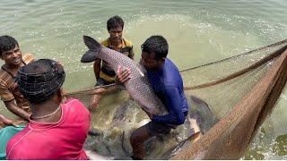 Amazing fishing video