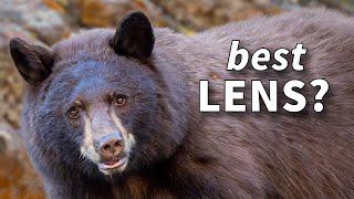 Best Wildlife Photography Lens for Beginners  - Sony Canon & Nikon