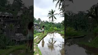 Rice terrace Tegallalang Bali