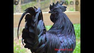 Pure Black Cock And The Hen 2022