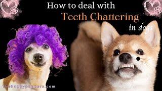 How to deal with dog teeth chattering  Why does it Happen #thehappypuppers #dogbehavior