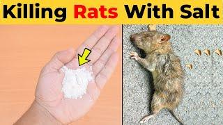 Killing Rats with Salt - What Kills Rats Instantly Home Remedies