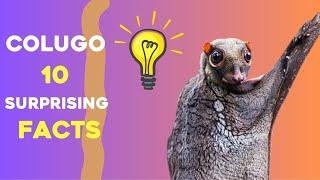 Colugo  10 hechos sorprendentes