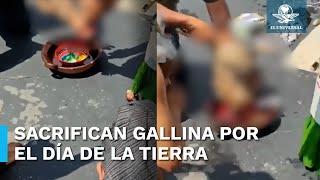 Sacrifican a gallina en el Senado y morenista lo justifica como “usos y costumbres”