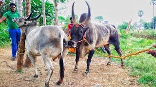 vetri kalai  best quality kangeyam mayilai breed  kangeyam king  kangeyam cow