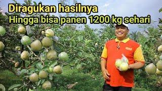 DIRAGUKAN HASIL TANAM JAMBU NAMUM BISA MEMBUKTIKAN PANEN 1200 KG SEHARI DAN KULIAHKAN TIGA ANAK